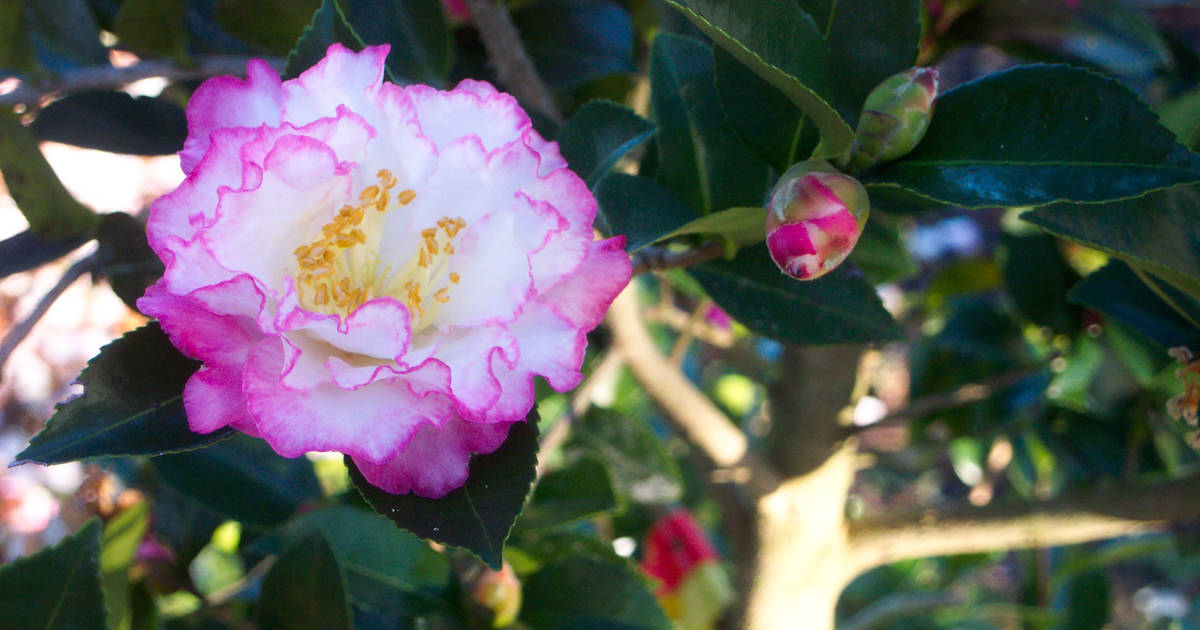 灵感十月魔法山茶花，白色，粉红色花瓣镶边