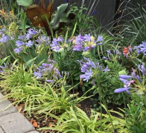 Neverland Agapanthus，运动的紫丁香花蕾开放到天蓝色的紫丁香花