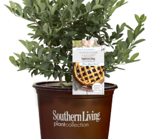 祝福你的心蓝莓灌木在南方生活植物收集棕色花盆爱游戏体育官网注册