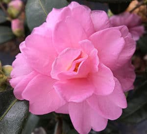 这个新的山茶花真正是一个梦!它丰富的数量的上升形成粉红色花朵开花,有时12花朵/分支提示。直立,密集的习惯,幻想是一个理想的屏幕