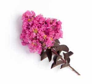 三角洲爵士熊的粉色花朵,对比生动地以其独特的,黑暗的勃艮第,弯曲的叶子