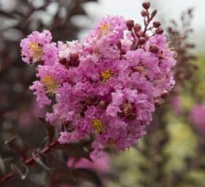 Crapemyrtle对冲由三角洲紫红色的粉红色薰衣草开花和黑巧克力folaige