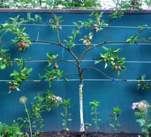 埃斯帕利尔形状的苹果树修剪沿篱笆