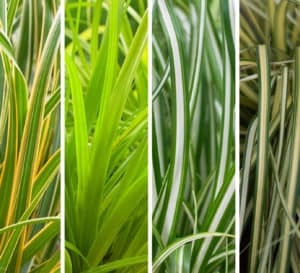 拼贴的5个品种的绿色，白色和金色条纹Carex观赏草
