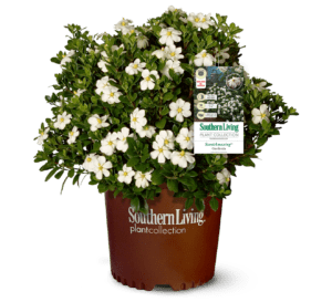 1、3加仑香味惊人的栀子花植物，棕色塑料南方生活植爱游戏在线登入物收集罐爱游戏体育官网注册