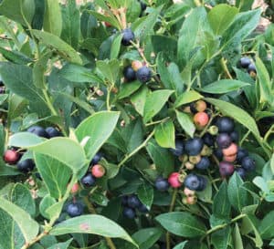 爱游戏体育官网注册南方生活的蓝莓在树叶中成熟