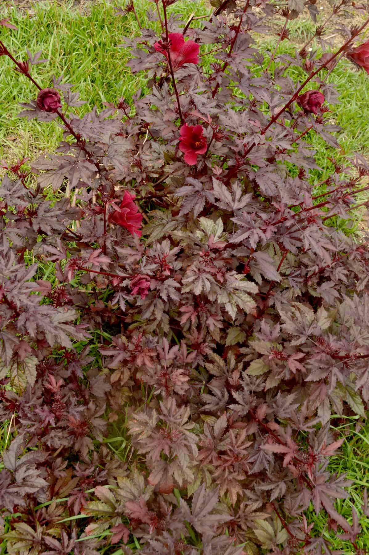 罕见的红木槿在巴拿马红木槿的紫红色叶子中绽放