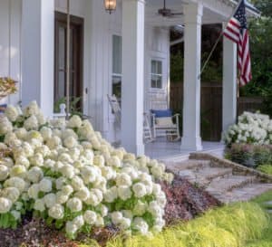爱游戏体育官网注册南方家园景观包括白色婚礼绣球花和Everillo苔属植物从南方生活