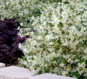 翡翠雪Loropetalum,白色花朵和绿叶