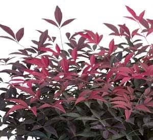 惊人的、深红色、新增长强调了这个南天竹属的常绿的叶子