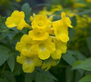 明亮的黄色喇叭花簇拥在丽迪雅·特科玛的绿叶中