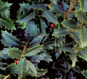 奥克兰冬青的深绿色叶子，稀疏地点缀着红色的浆果