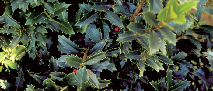 奥克兰冬青的深绿色叶子，稀疏地点缀着红色的浆果
