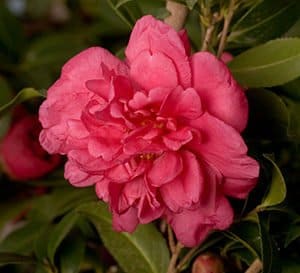 阿拉巴马美丽山茶花正式的重瓣粉红色花朵特写