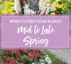 什么时候给你的植物喂食中春到晚春标志爱游戏体育官网入口app