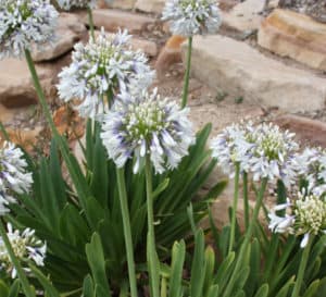 女王妈妈Agapanthus，白色花朵，薰衣草底座，背景是岩石