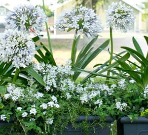 三棵2英尺高的黑色花盆，里面装满了开花的女王妈妈阿加潘thus