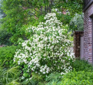 数以百计的四瓣白色花朵覆盖着中国皇后山茱萸的浅绿色叶子