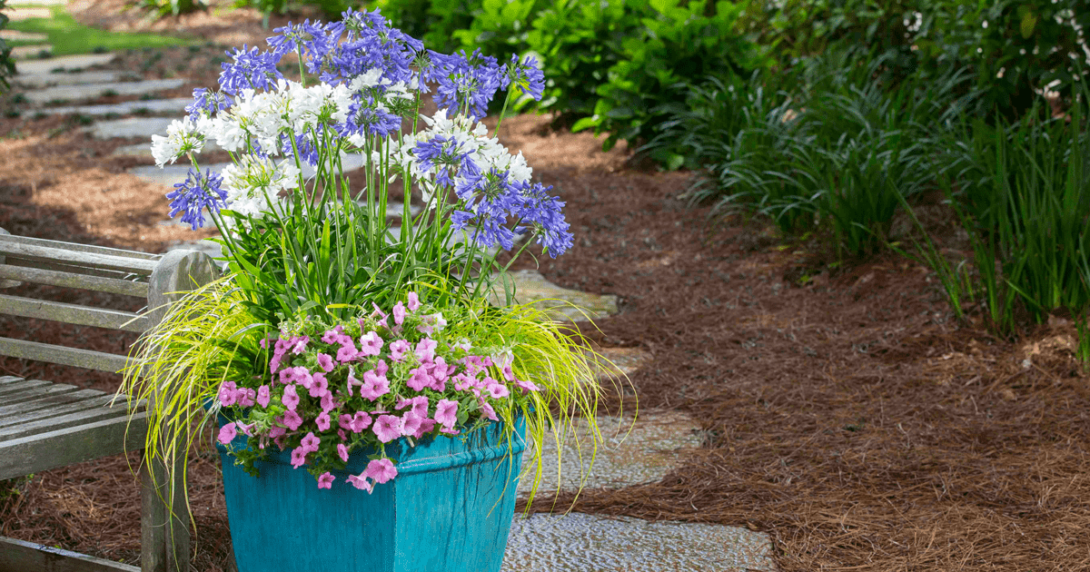 Ever white and ever sapphire agapanthus in a container