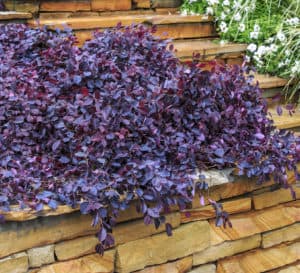 紫色Pixie Loropetalum种植在一块石头走壁的虚张声势
