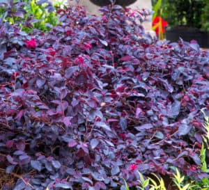 红钻Loropetalum的红紫色叶子的特写