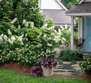 爱游戏在线登入栀子花香令人惊叹的边界种植在一个花园小屋后面的橡树叶绣球花和容器的Heucherella