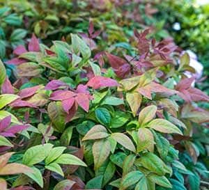 独特的，腮红颜色的嫩叶和深绿色的成熟叶使腮红粉作为一个低树篱，大量种植，或常绿灌木的颜色强调完美