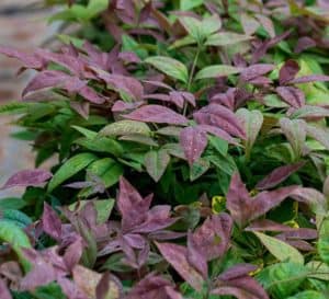 独特,blush-colored年轻的叶和深绿色成熟叶使腮红粉色完美低对冲,大规模种植,或颜色口音常绿灌木