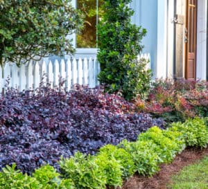 爱游戏在线登入花园边界种植的魔草Pittosporum和紫钻Loropetalum对白色尖桩篱笆