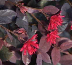 Red foliage and bloom close-up of Loropetalum Red Diamond