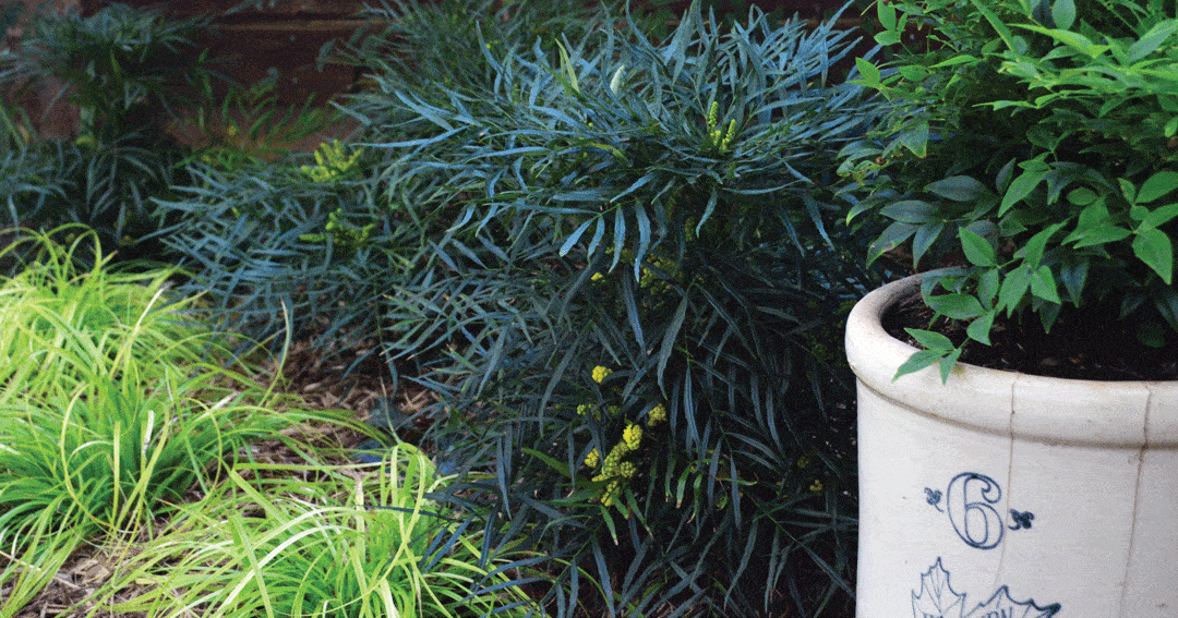 柔软的爱抚马哈尼灌木盛开和周围的Everillo Carex