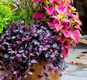 铜容器分层与柠檬酸南天竹属、紫色Pixie Loropetalum和粉红色和红色的一年生植物
