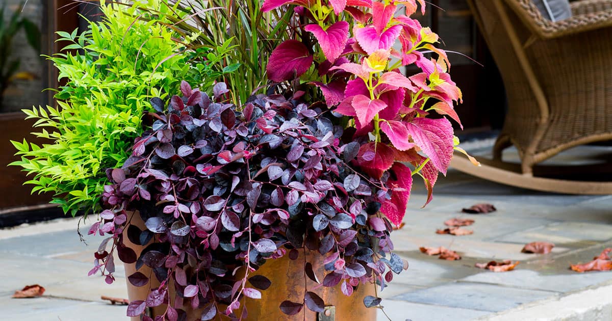 铜容器分层与柠檬酸南天竹属、紫色Pixie Loropetalum和粉红色和红色的一年生植物