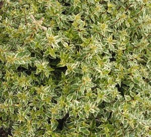 光辉Abelia,深红色的茎与叶显著对比绿色和奶油黄色利润率和年龄开始银绿色和奶油