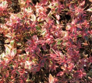 五彩纸屑Abelia泡泡糖粉红色的叶子和绿色室内