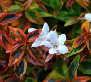 万花筒Abelia，变色龙一样的叶子随着季节变化，从春天的金黄色到秋天的橙红色