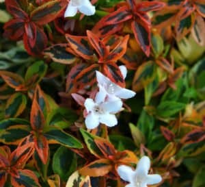 万花筒Abelia，变色龙一样的叶子随着季节变化，从春天的金黄色到秋天的橙红色