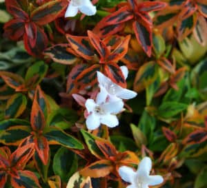 万花筒Abelia，变色龙一样的叶子随着季节变化，从春天的金黄色到秋天的橙红色