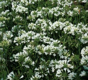 半矮生长白阿卡潘花开得很早，再开花时开出多朵亮白色花穗