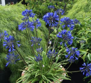 这种半矮生，快速生长，耐旱的agapanthus开花非常早，并以明亮的蓝色花的多穗再次开花