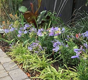 Neverland Agapanthus，运动的紫丁香花蕾开放到天蓝色的紫丁香花