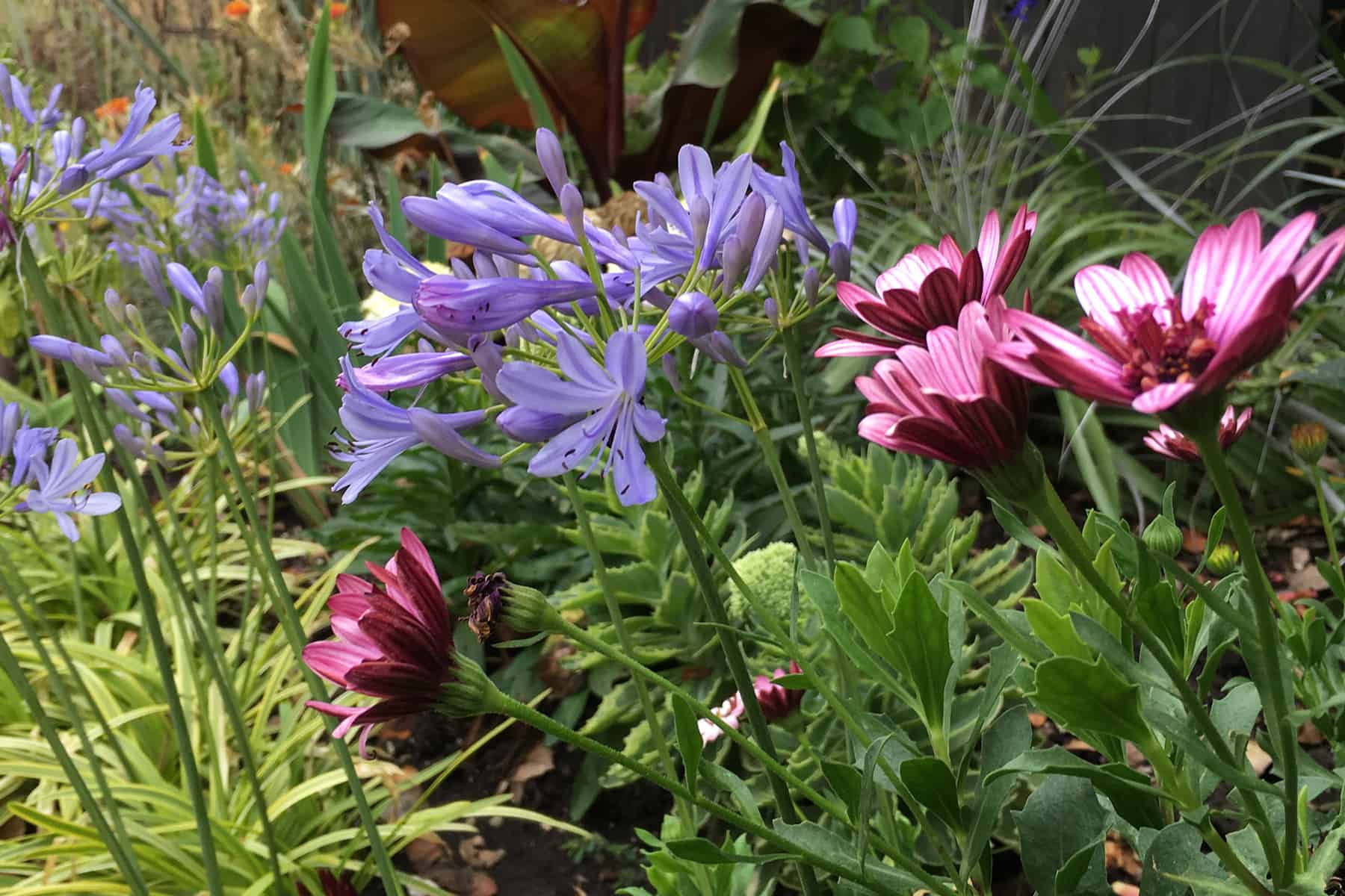 混合花园床沿爱游戏在线登入着人行道，包括梦幻岛Agapanthus，粉红色紫锥菊，堇和其他多年生植物