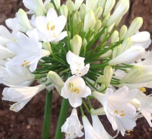 宾果白色Agapanthus，在高大、优雅的茎上产生圆形的白色花朵