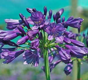 Ever Amethyst Agapanthus, dark purple blooms