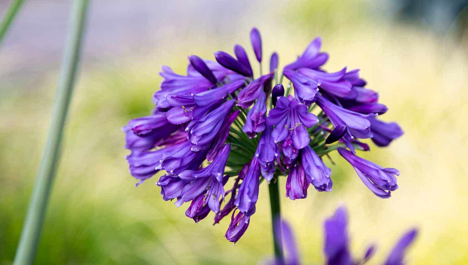 明亮的紫色花朵在一组曾经在特写镜头是紫水晶爱情花的背景模糊的金色的树叶的颜色