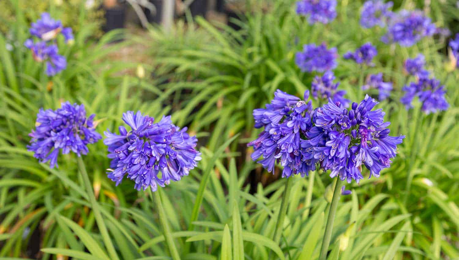 紫色Agapanthus花的头永远午夜Agapanthus