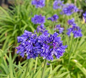 永恒的午夜Agapanthus，深蓝色的花