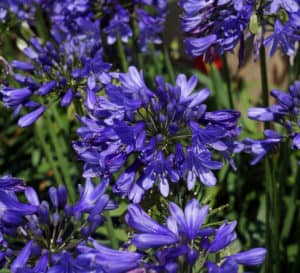 蓝宝石Agapanthus，多朵亮蓝色花