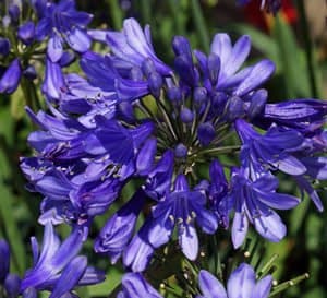 Ever Sapphire Agapanthus, multiple spikes of bright blue flowers