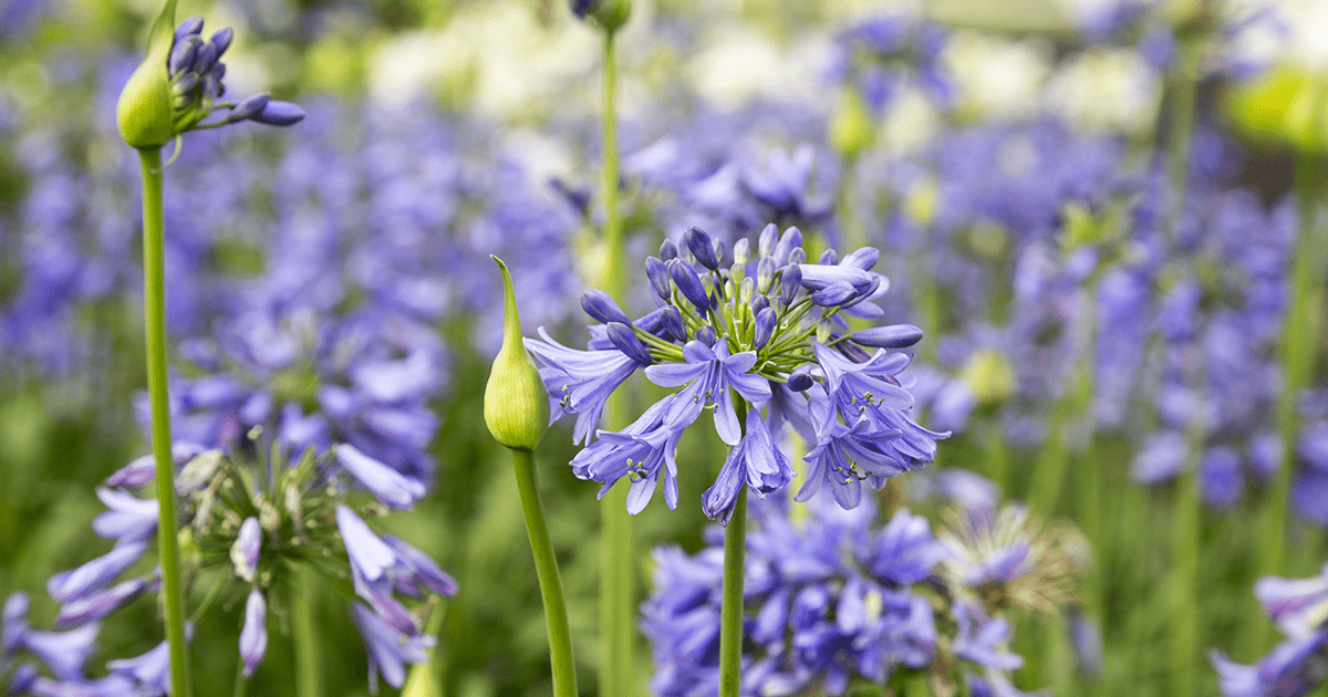 永远的蓝宝石Agapanthus花将吸引更多的鸟类到你的花园。爱游戏在线登入
